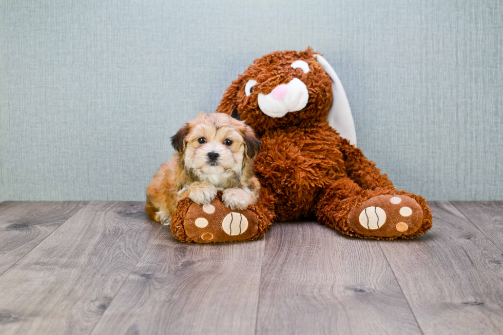 Best Morkie Baby