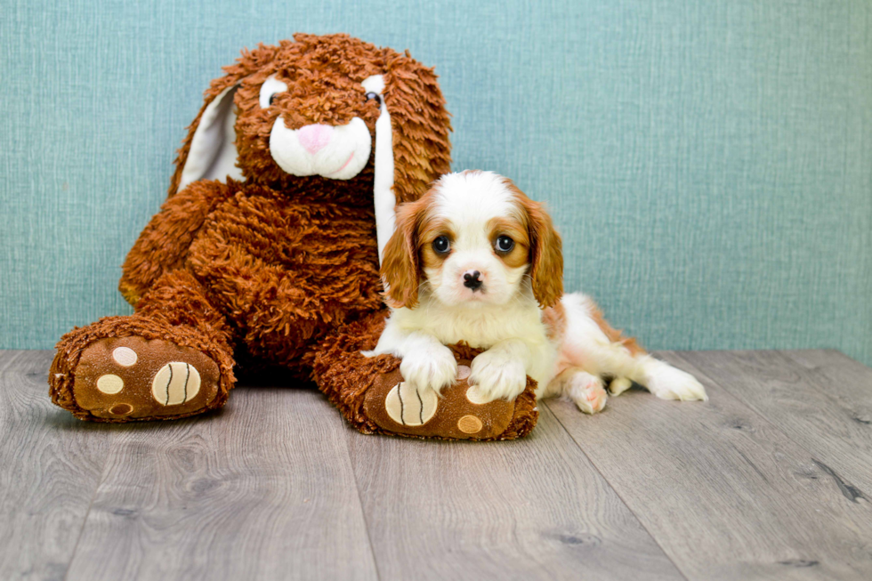 Playful Cavalier King Charles Spaniel Purebred Pup