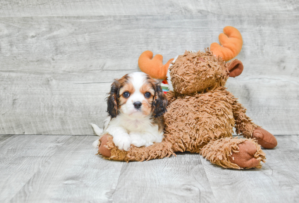 Playful Cavalier Designer Puppy