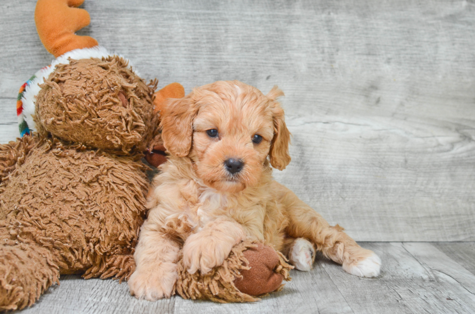 Hypoallergenic Cavoodle Poodle Mix Puppy