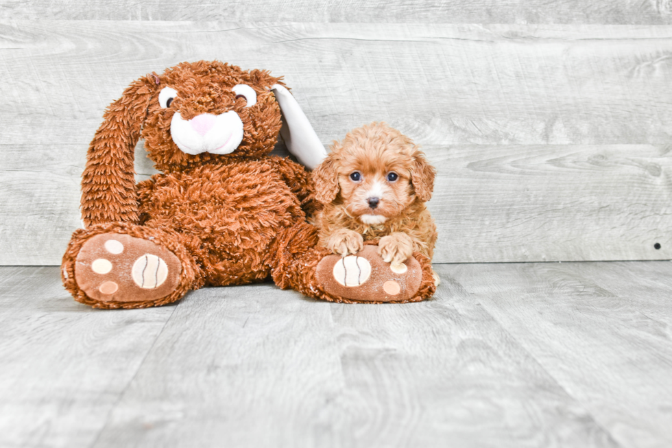 Popular Cavapoo Poodle Mix Pup