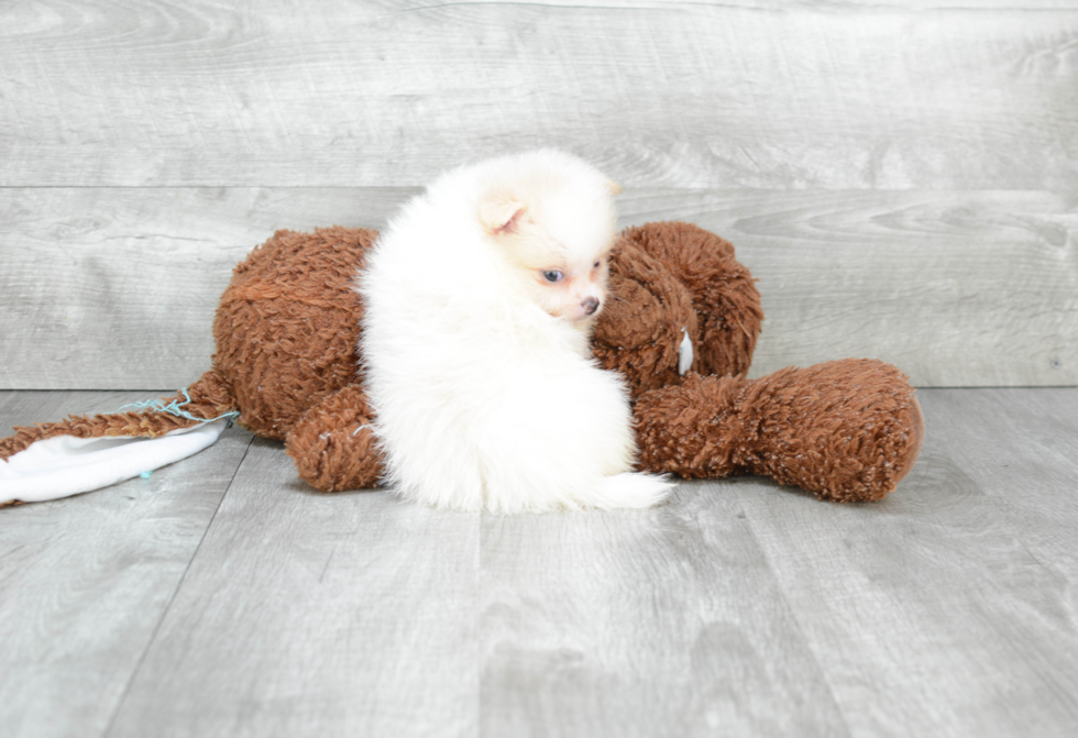 Fluffy Pomeranian Purebred Puppy