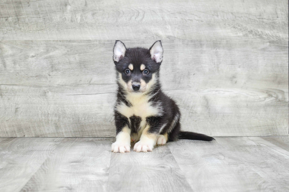 Hypoallergenic Mini Husky Designer Puppy