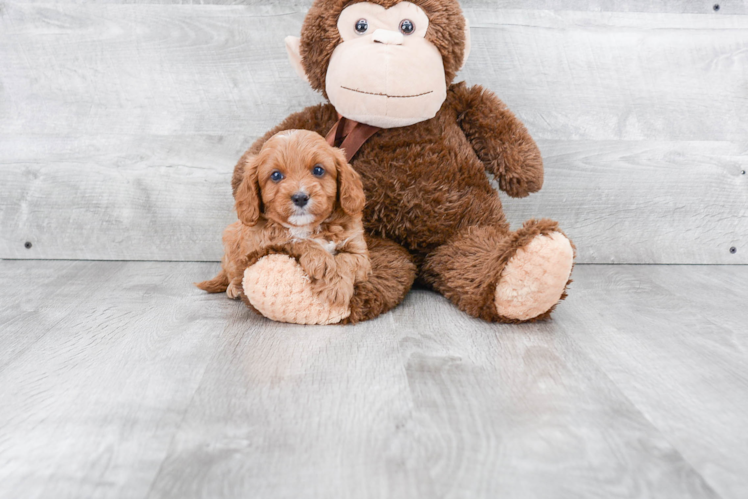 Little Cavoodle Poodle Mix Puppy