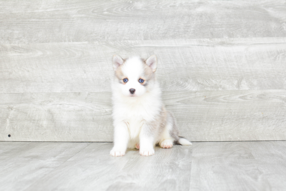 Energetic Mini Husky Designer Puppy