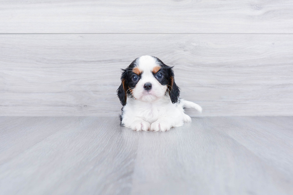 Popular Cavalier King Charles Spaniel Purebred Pup