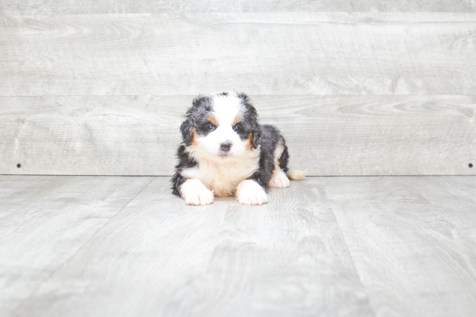 Smart Mini Bernedoodle Poodle Mix Pup