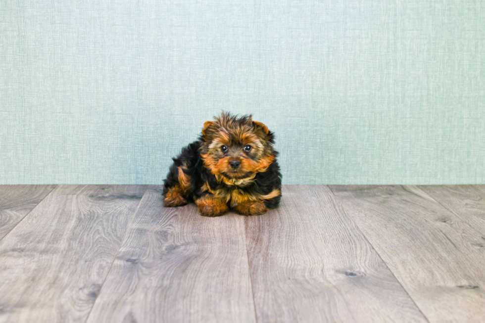 Meet Capone - our Yorkshire Terrier Puppy Photo 