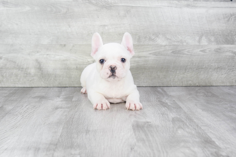 Best French Bulldog Baby