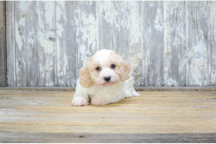 Cavachon Puppy for Adoption