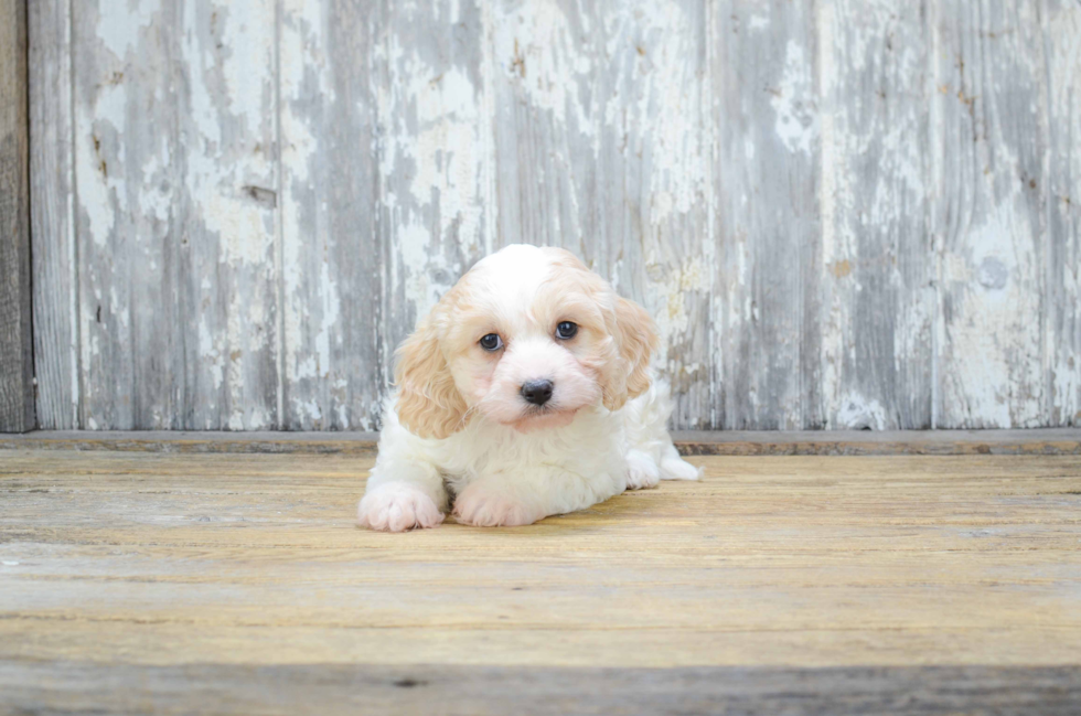 Cavachon Puppy for Adoption