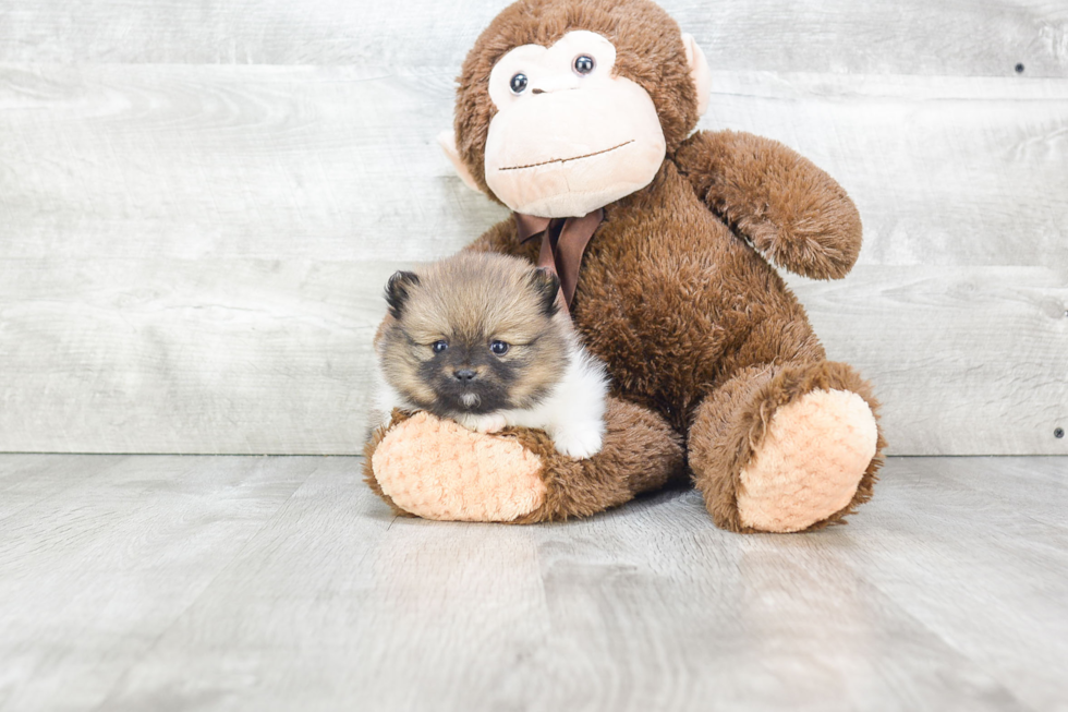 Energetic Pomeranian Purebred Puppy