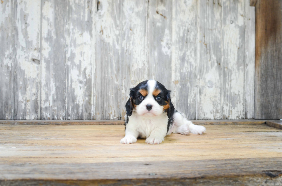 Best Cavalier King Charles Spaniel Baby