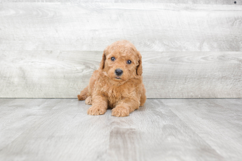 Mini Goldendoodle Pup Being Cute