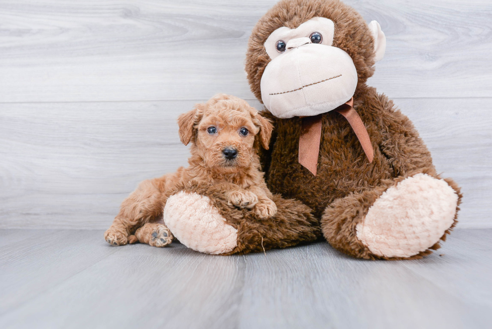 Little Golden Retriever Poodle Mix Puppy