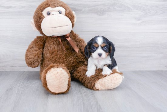 Cavalier King Charles Spaniel Pup Being Cute