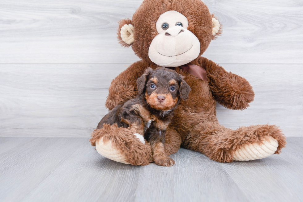 Sweet Mini Aussiedoodle Baby