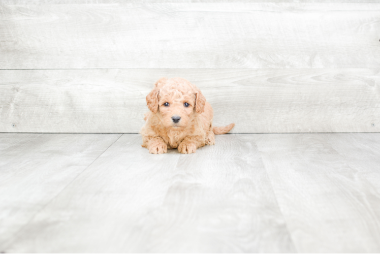 Mini Goldendoodle Puppy for Adoption