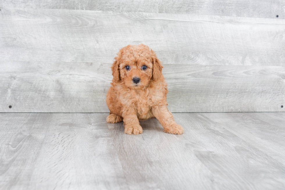 Mini Goldendoodle Pup Being Cute