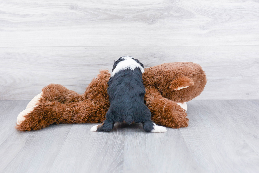 Mini Aussiedoodle Pup Being Cute
