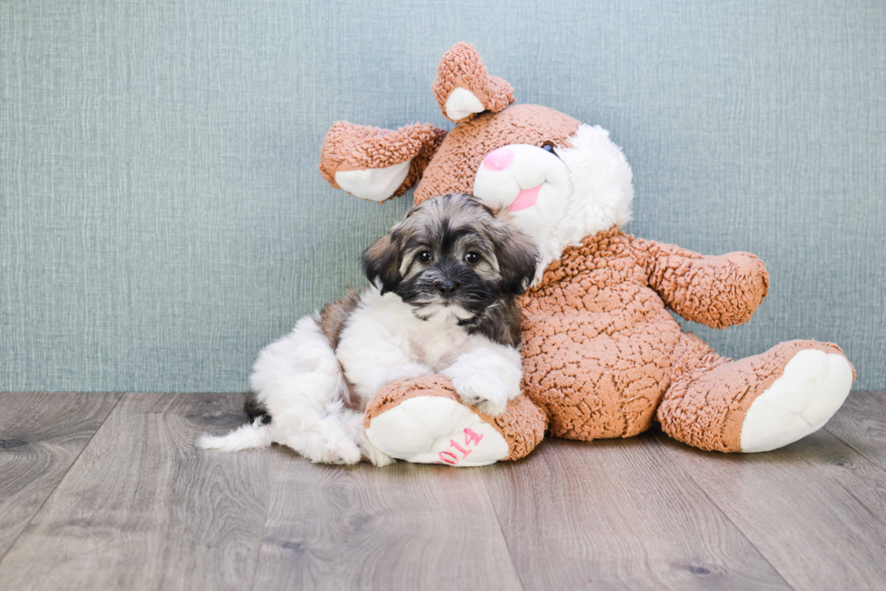 Havanese Pup Being Cute