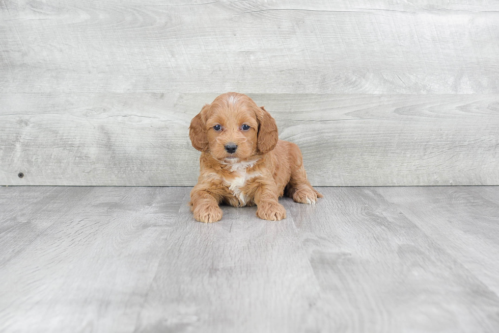 Best Mini Goldendoodle Baby