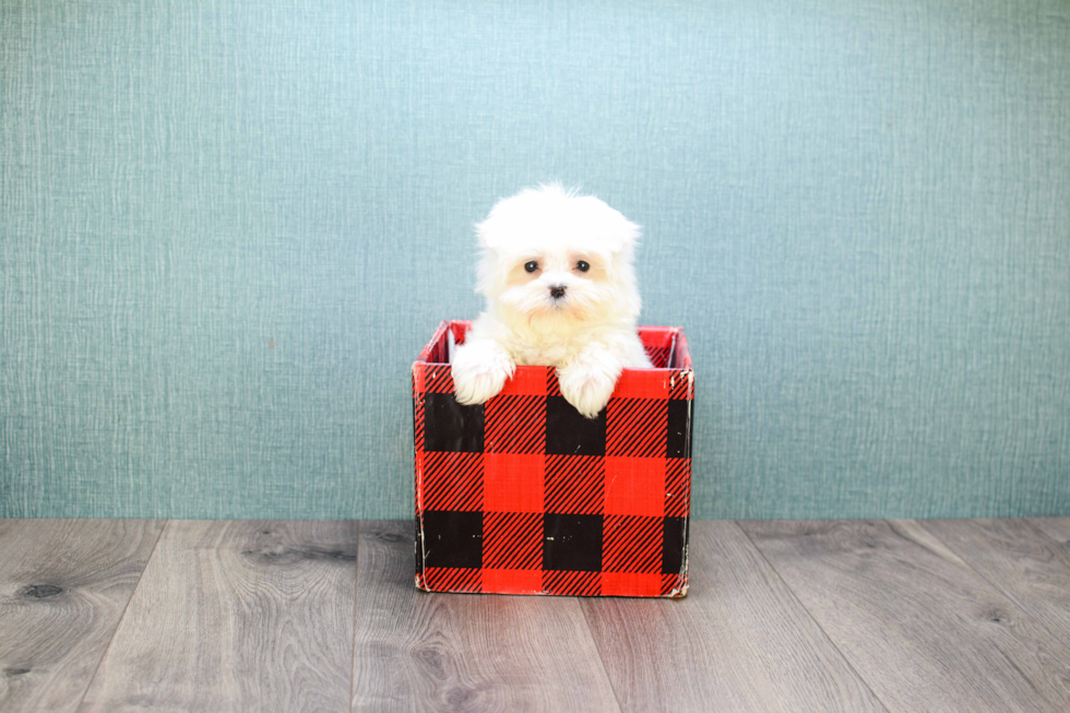 Friendly Maltese Purebred Pup