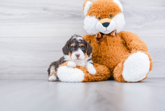 Smart Mini Bernedoodle Poodle Mix Pup