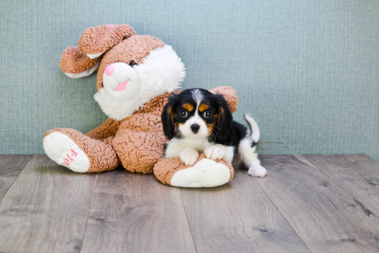 Cavalier King Charles Spaniel Pup Being Cute