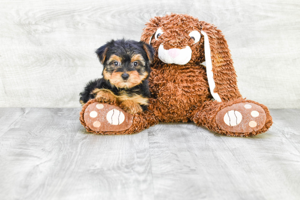 Meet Lisa - our Yorkshire Terrier Puppy Photo 