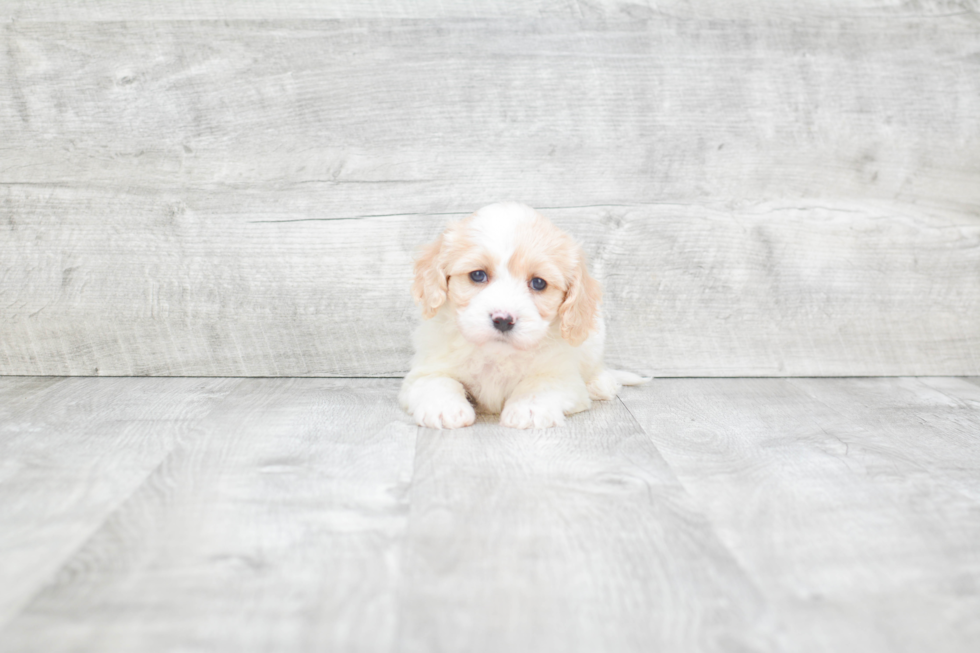 Best Cavachon Baby