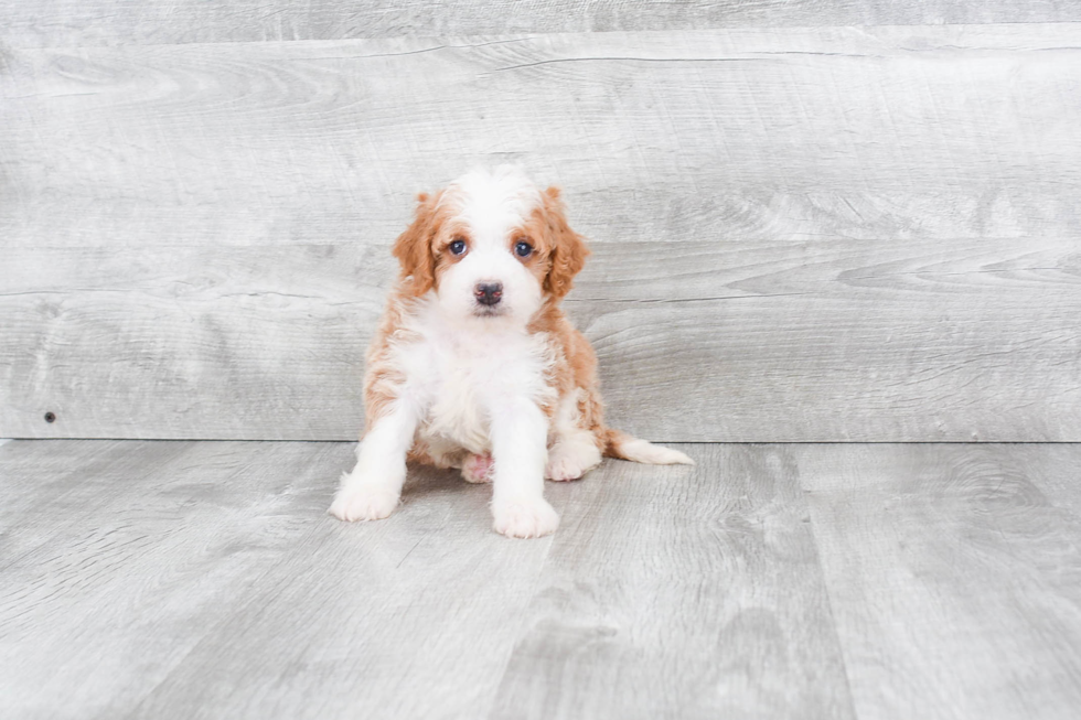 Fluffy Mini Bernedoodle Poodle Mix Pup