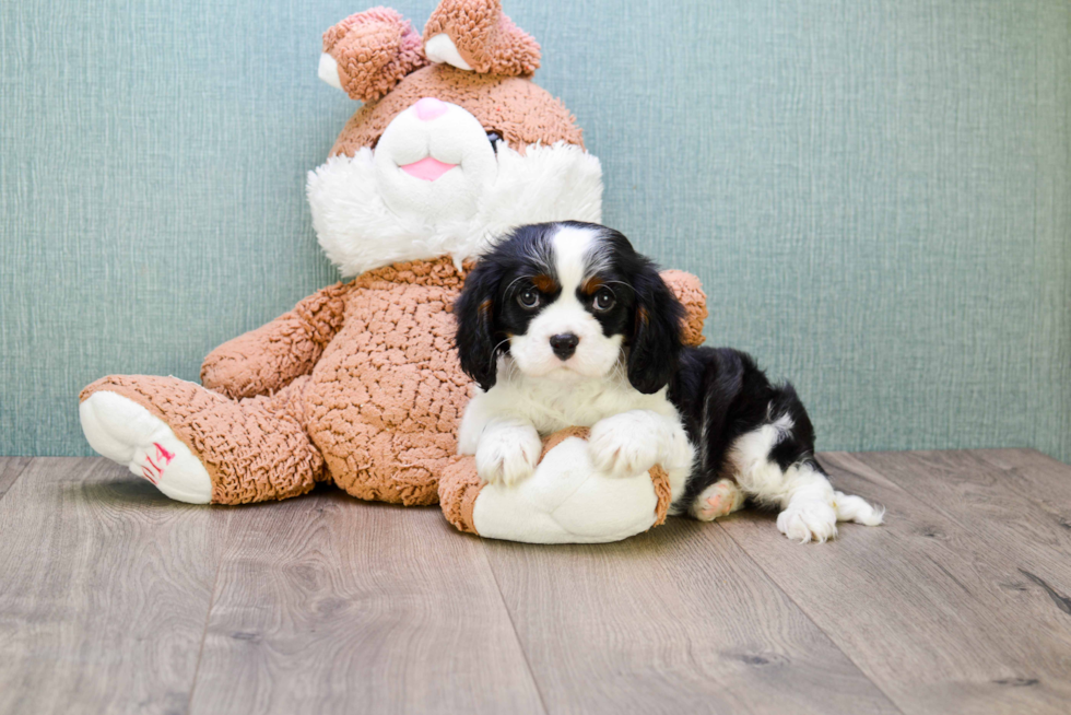 Cavalier King Charles Spaniel Pup Being Cute