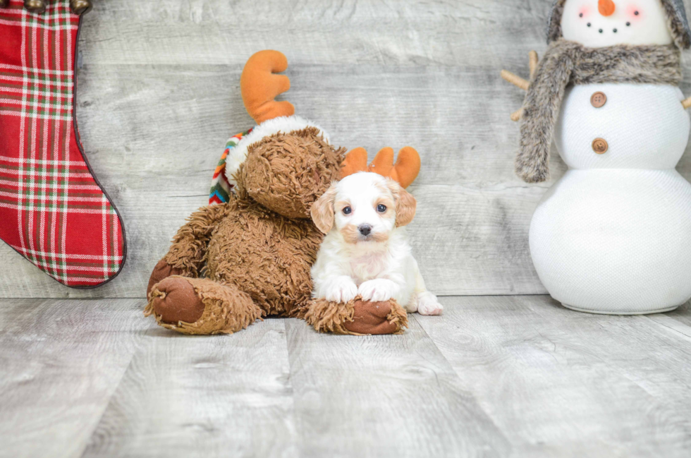 Playful Cavalier Designer Puppy