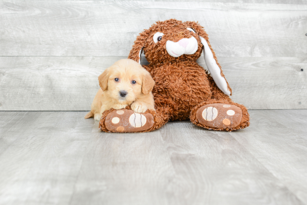 Mini Goldendoodle Puppy for Adoption