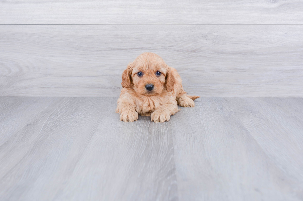 Cavapoo Pup Being Cute