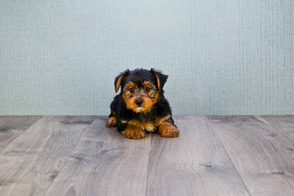 Meet Joe - our Yorkshire Terrier Puppy Photo 