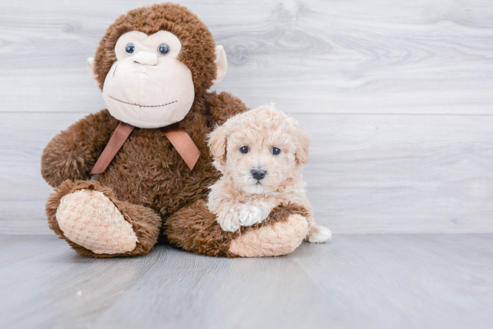 Fluffy Maltipoo Poodle Mix Pup