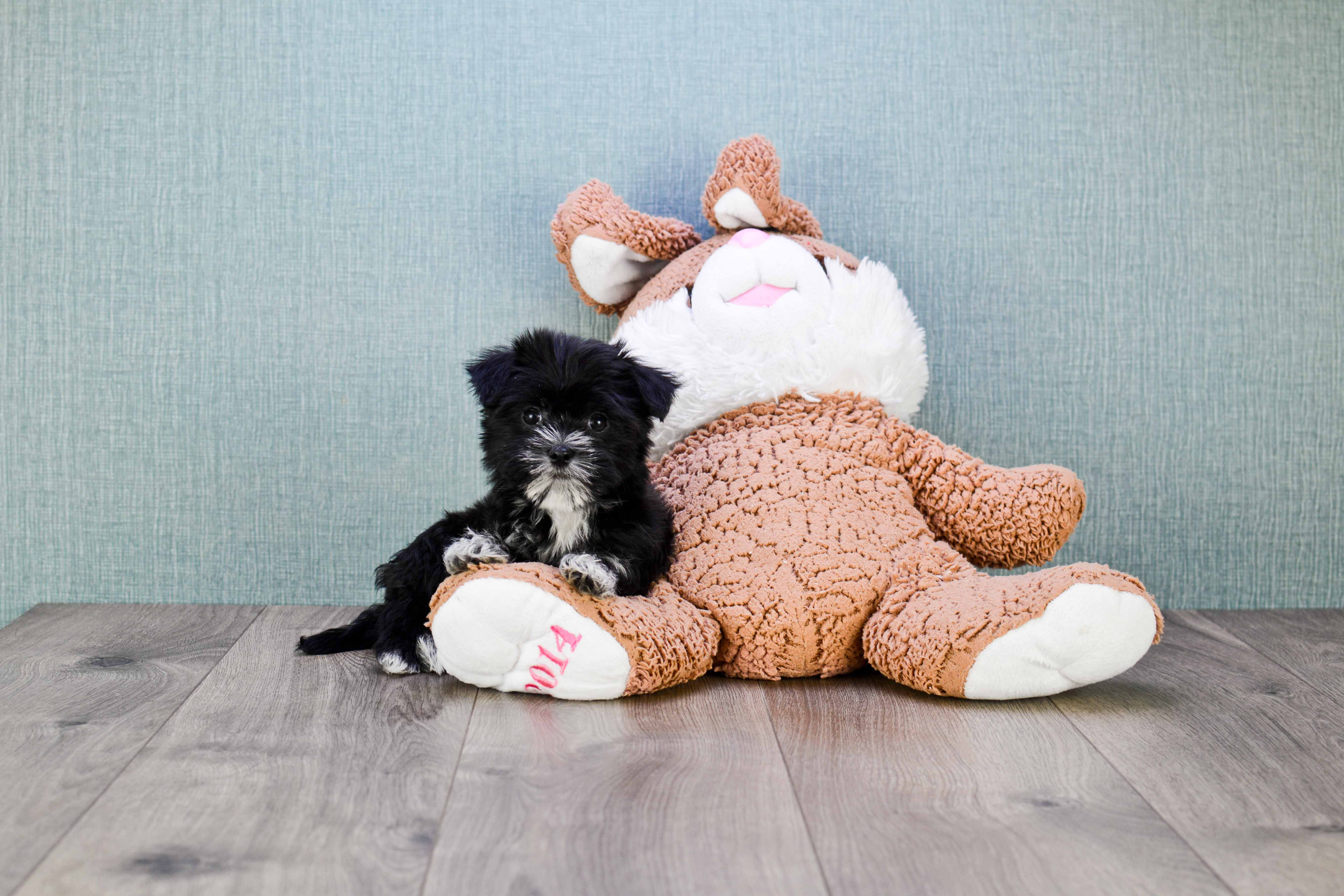 Funny Morkie Designer Pup