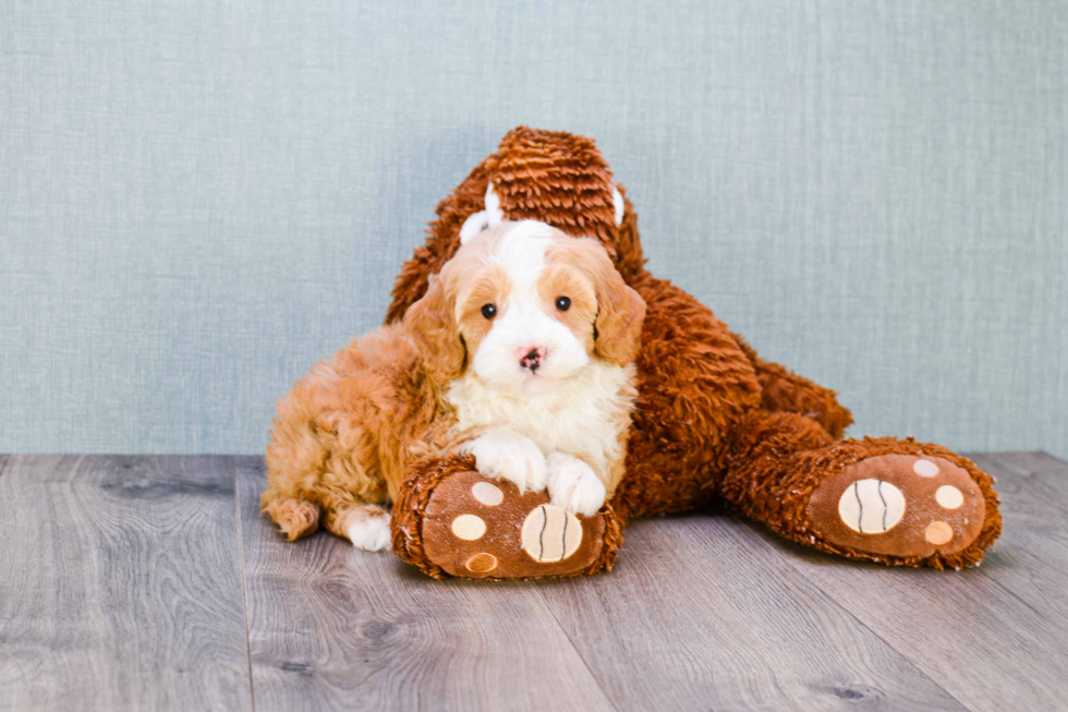 Mini Goldendoodle Pup Being Cute