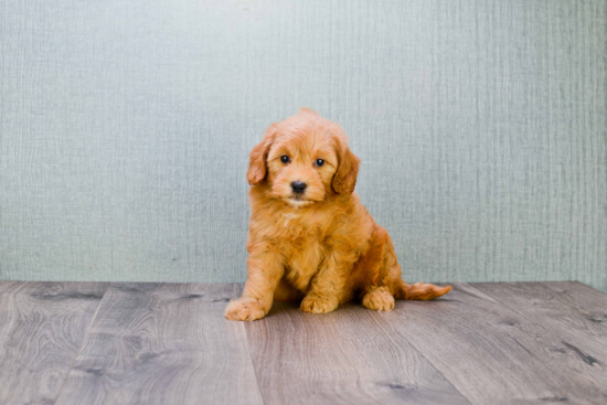 Popular Mini Goldendoodle Poodle Mix Pup