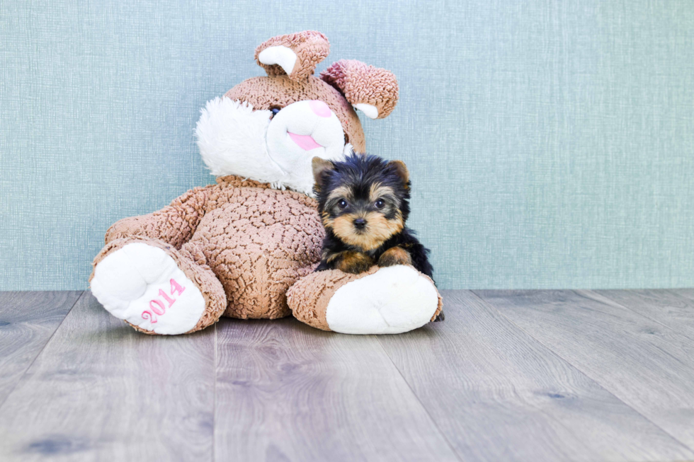 Meet Victoria - our Yorkshire Terrier Puppy Photo 