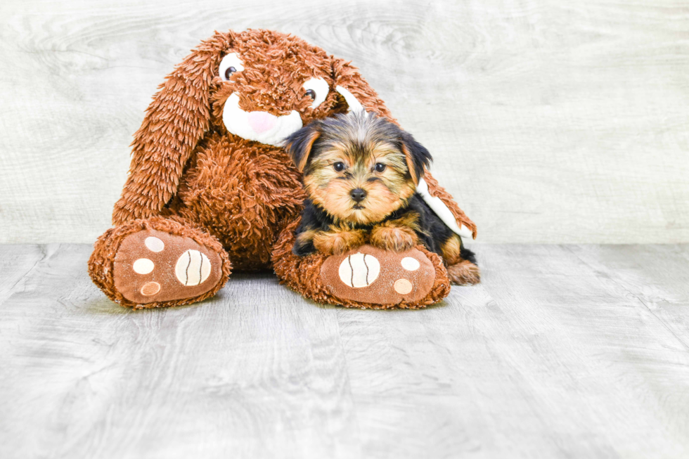 Meet Jeremy - our Yorkshire Terrier Puppy Photo 