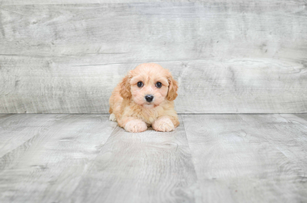 Best Cavachon Baby