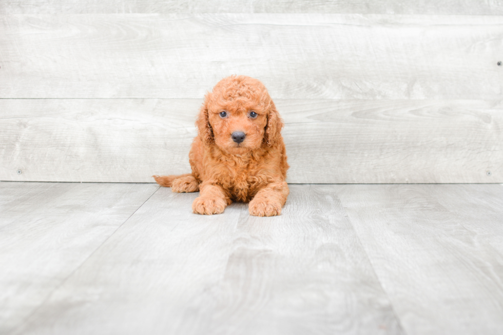 Mini Goldendoodle Pup Being Cute