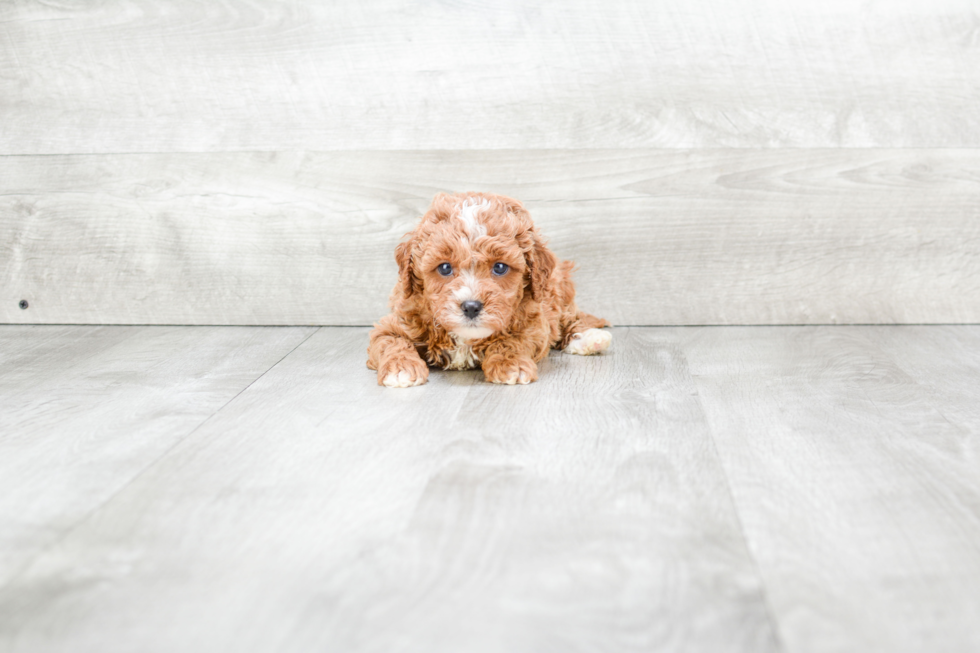 Cute Cavapoo Baby