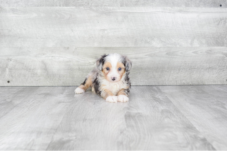 Best Mini Aussiedoodle Baby