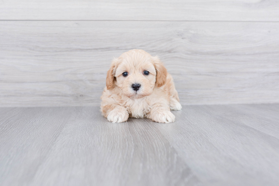 Best Maltipoo Baby