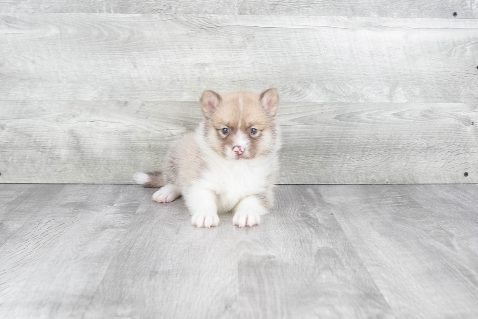 Best Pomsky Baby