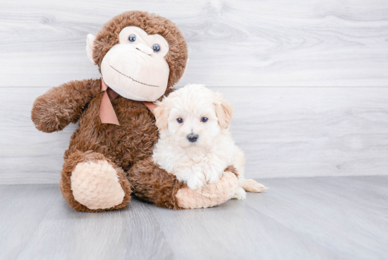 Maltipoo Pup Being Cute